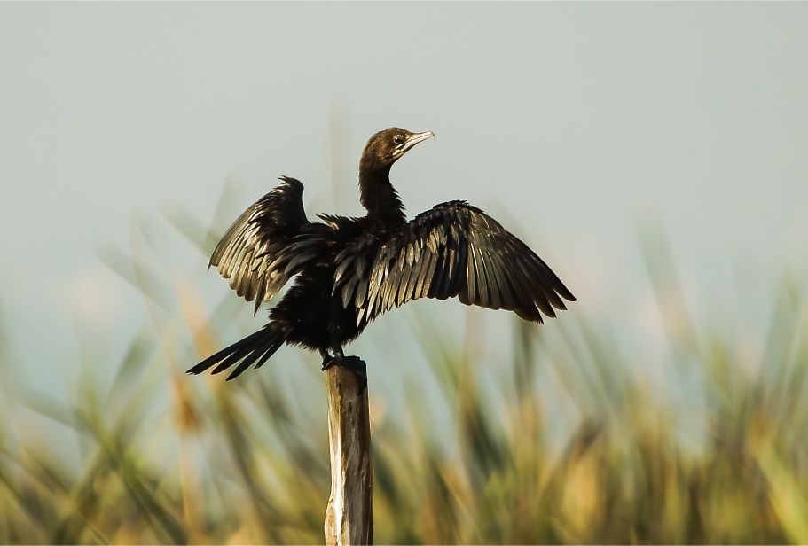 Birds